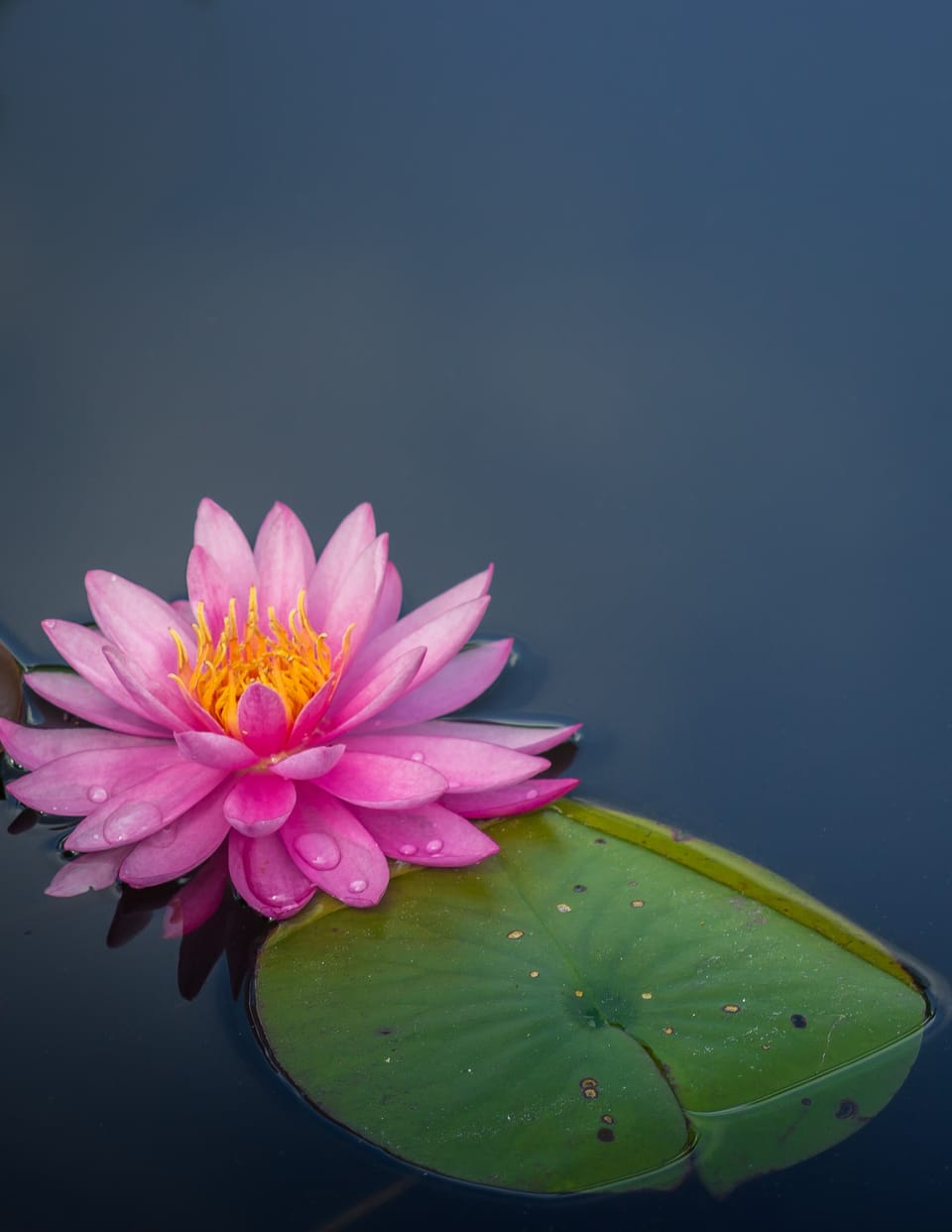 My little garden pond..