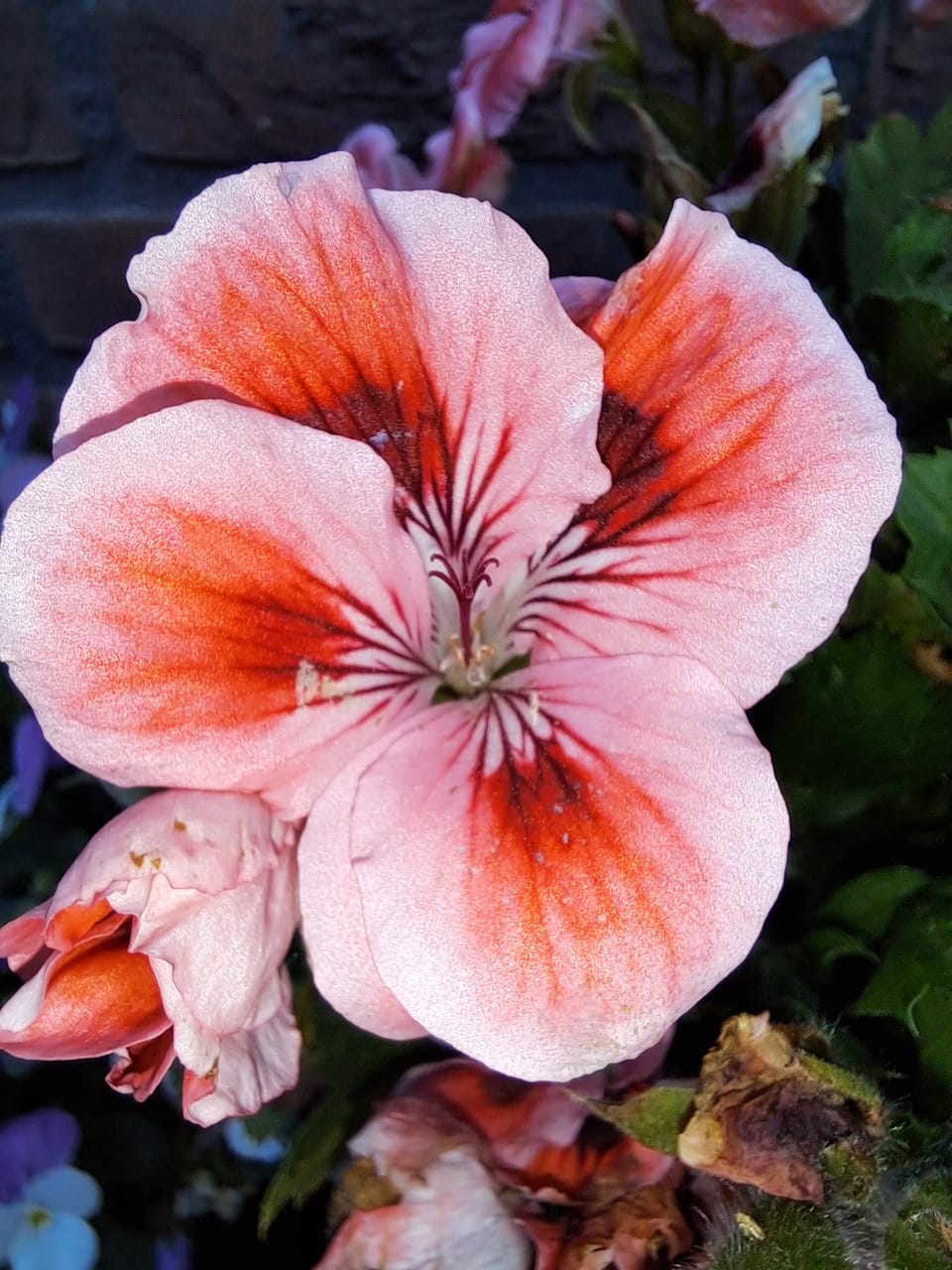 Flower bonanza..
