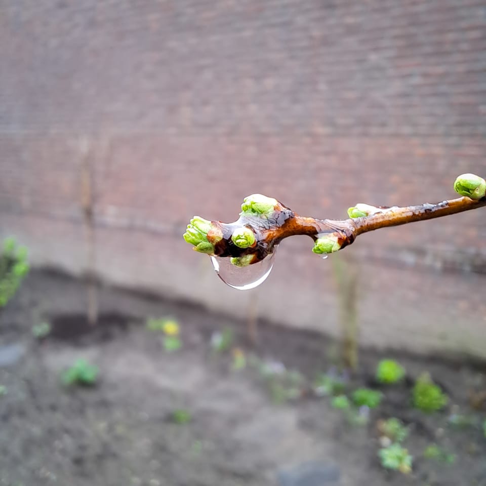 Everything looks so fresh after the rain..