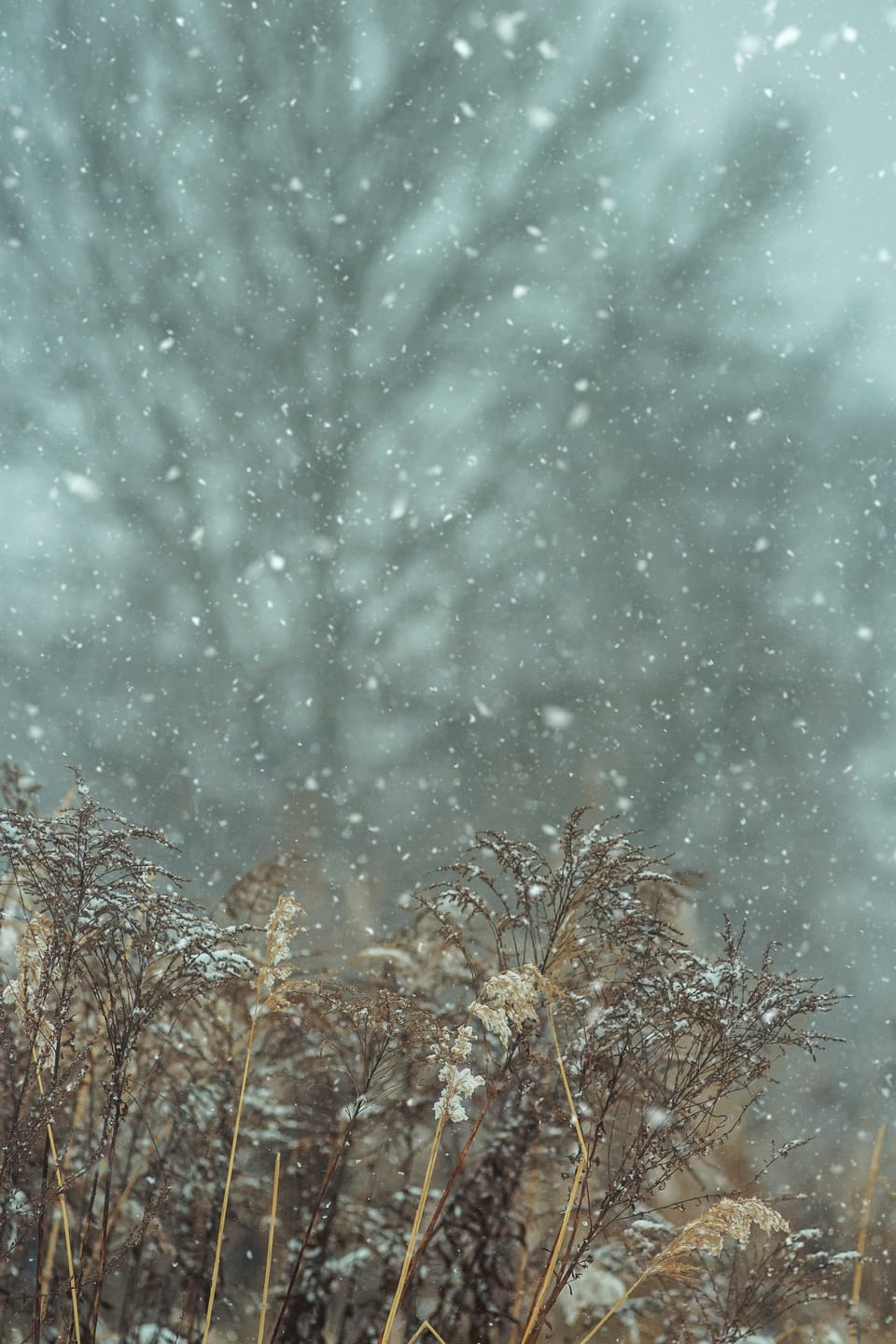 The muffled sound of snow..