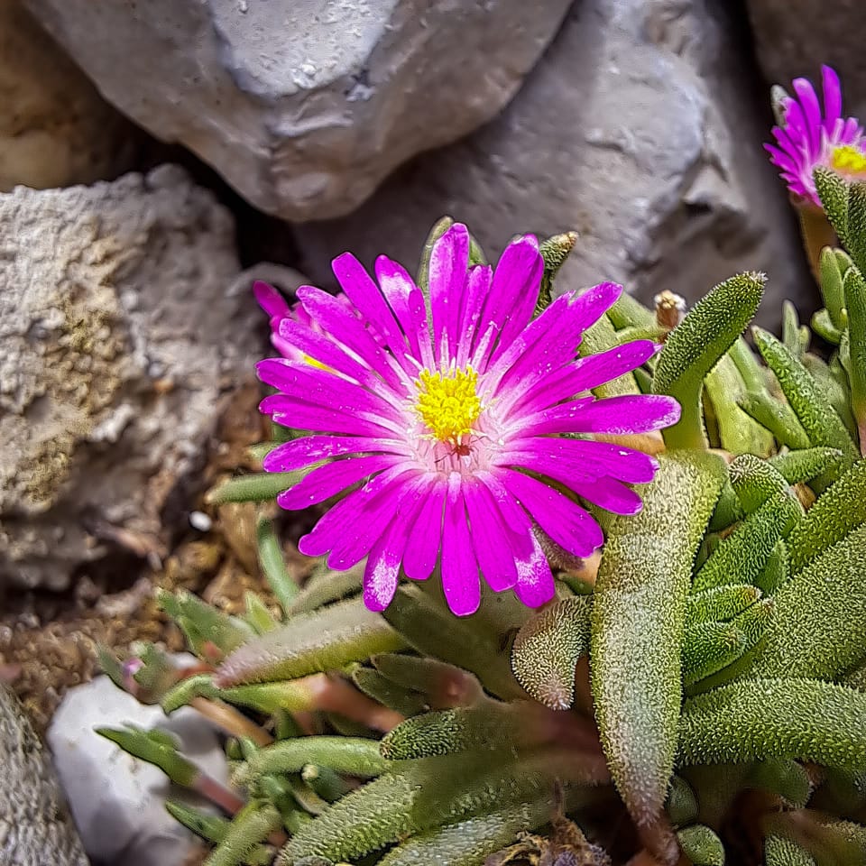 Rock plants..