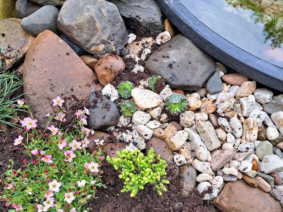 Rock plants