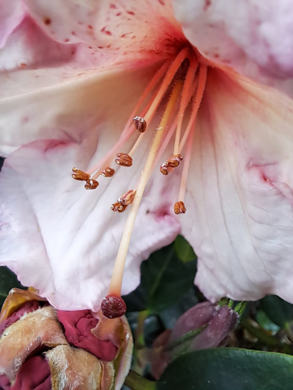 The garden is coming to life..